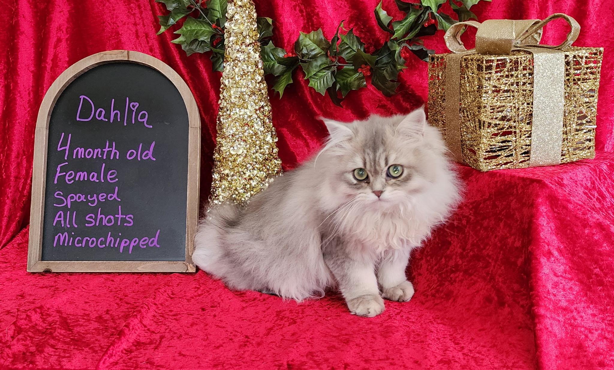 Dahlia, an adopted British Longhair in Huntley, IL image 1/4