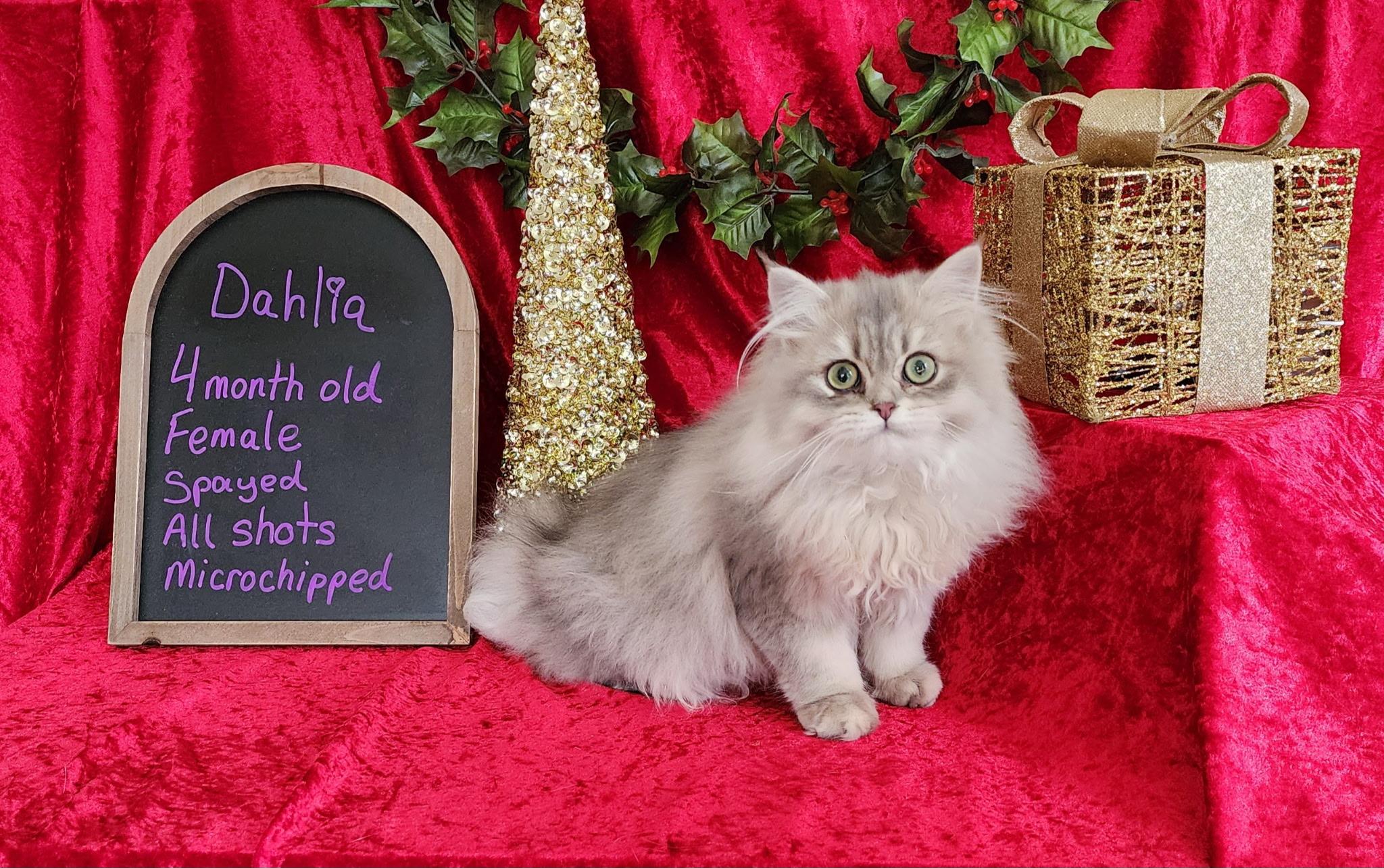 Dahlia, an adopted British Longhair in Huntley, IL image 3/4