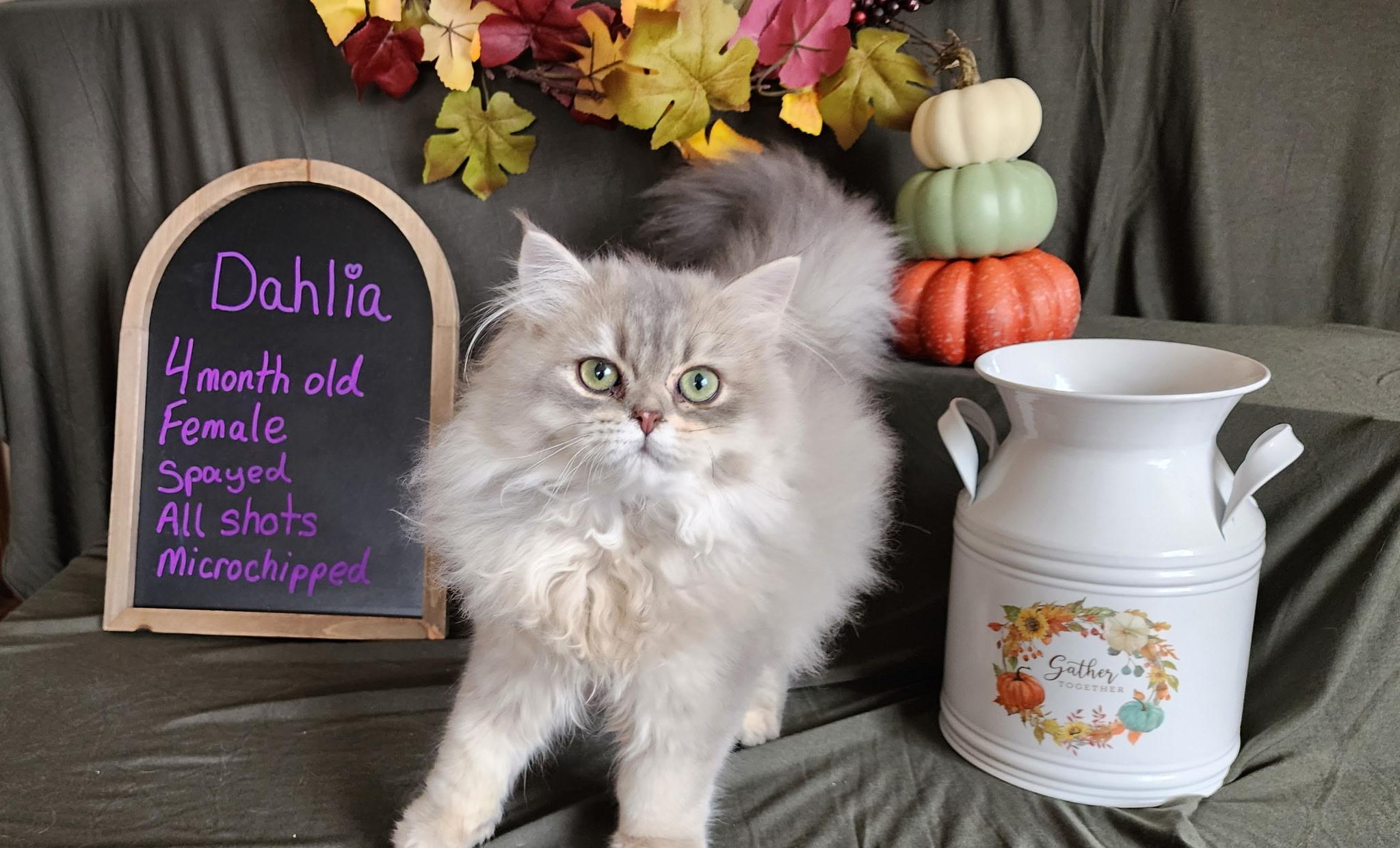 Dahlia, an adopted British Longhair in Huntley, IL image 4/4