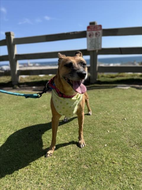 TONI, Adoptable, Adult Female German Shepherd Dog & Mixed Breed.