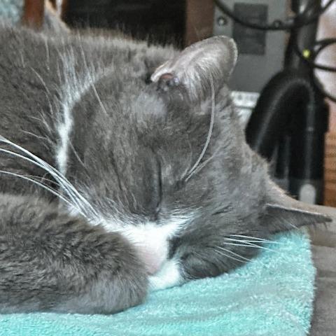 Mr. Professor, Adoptable, Senior Male Domestic Short Hair.