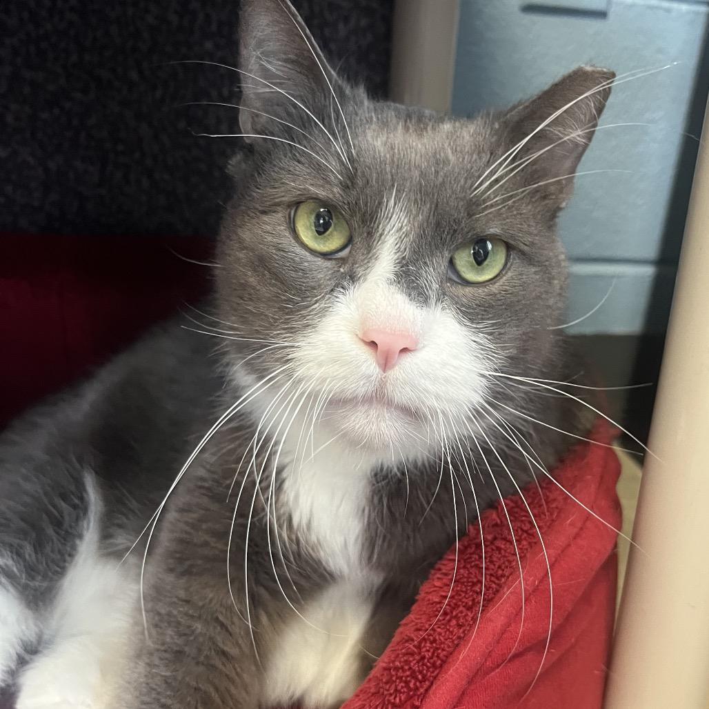 Enlarge Mr. Professor, a Adoptable Domestic Short Hair in Providence, RI image 2/6