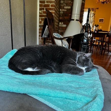 Enlarge Mr. Professor, a Adoptable Domestic Short Hair in Providence, RI image 3/6