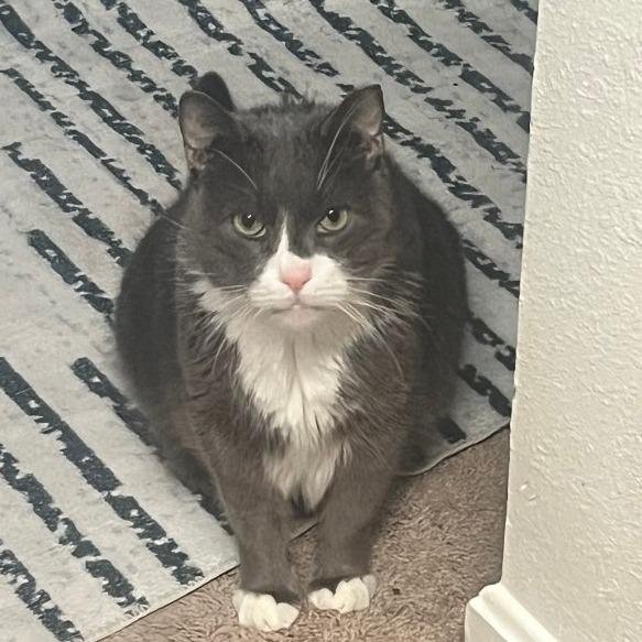 Enlarge Mr. Professor, a Adoptable Domestic Short Hair in Providence, RI image 4/6
