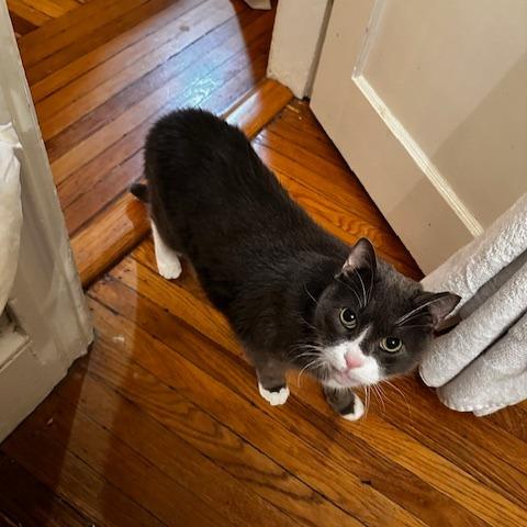 Enlarge Mr. Professor, a Adoptable Domestic Short Hair in Providence, RI image 5/6