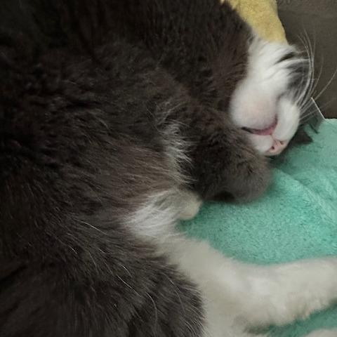 Enlarge Mr. Professor, a Adoptable Domestic Short Hair in Providence, RI image 6/6