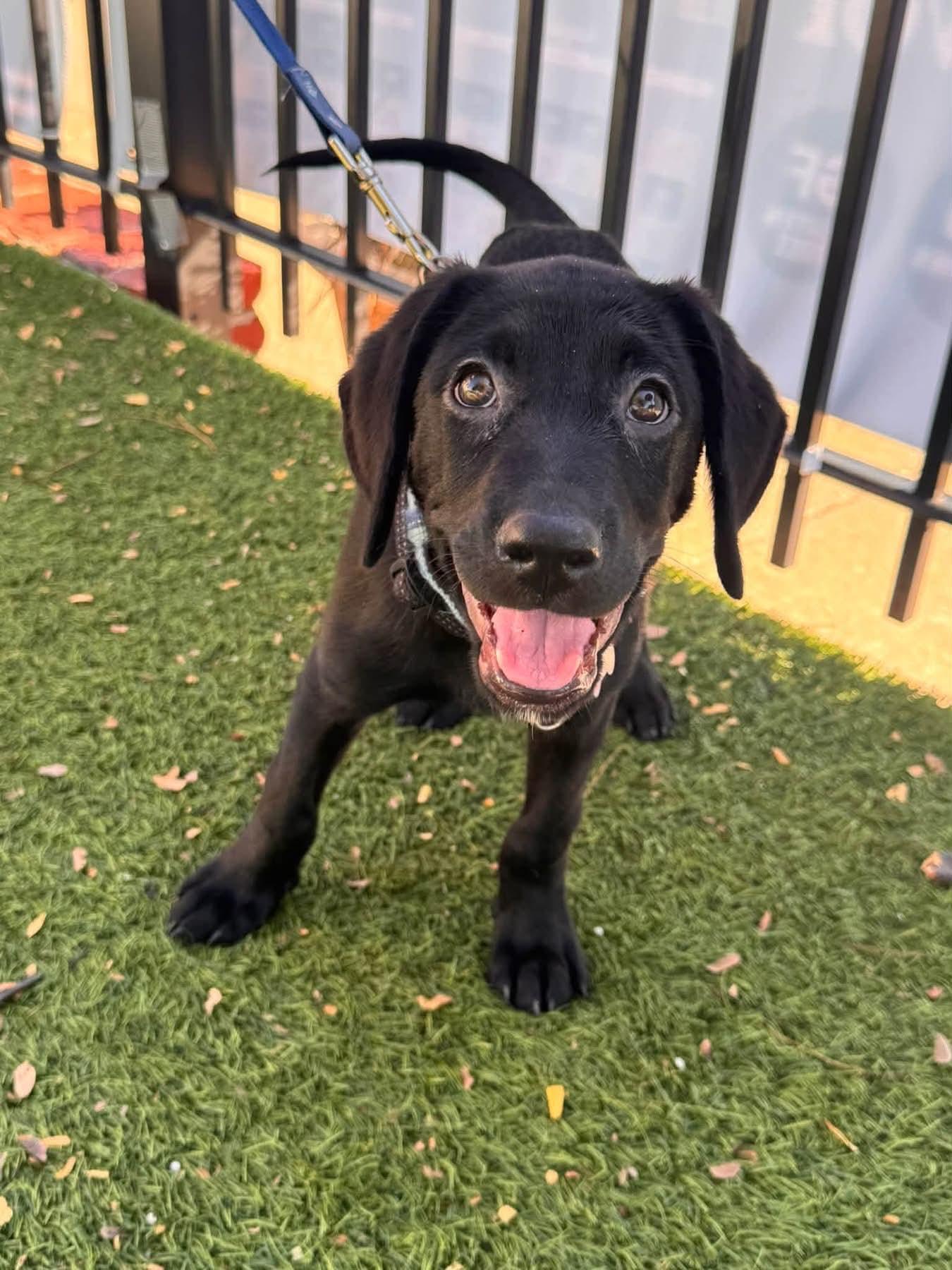 Martin, Adoptable, Puppy Male Black Labrador Retriever.