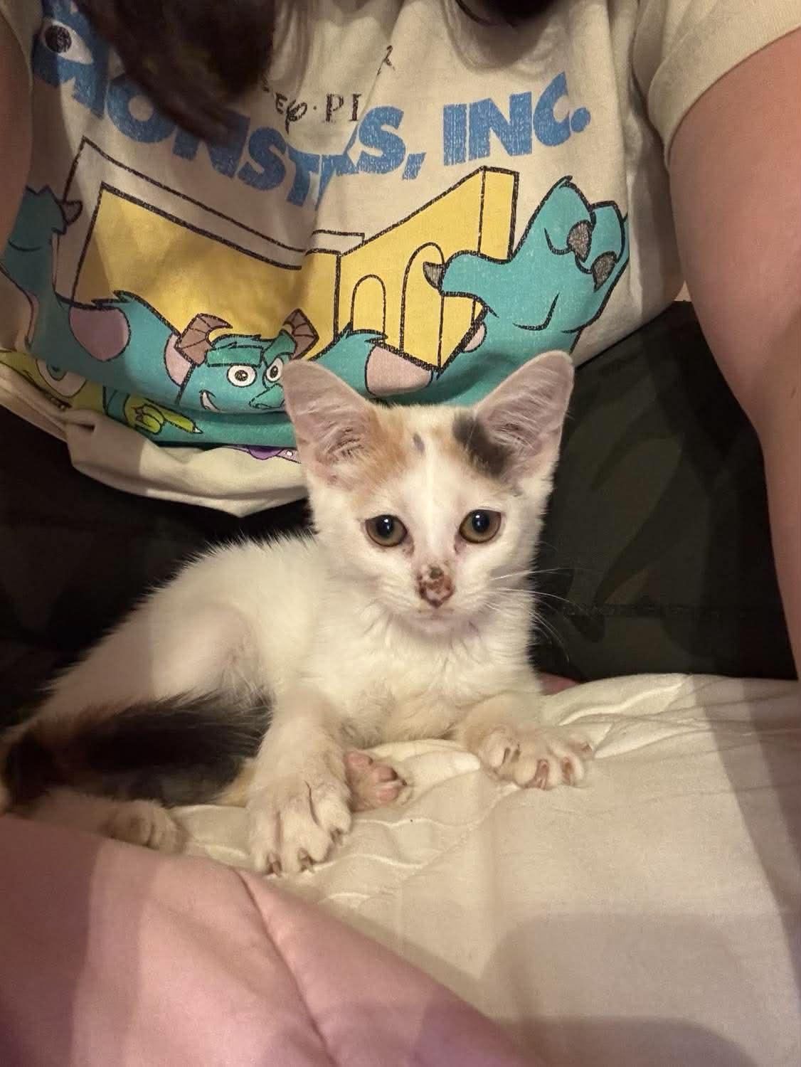 Enlarge Snowbell (Kitty), a Adoptable Domestic Short Hair in Ashville, OH image 3/3