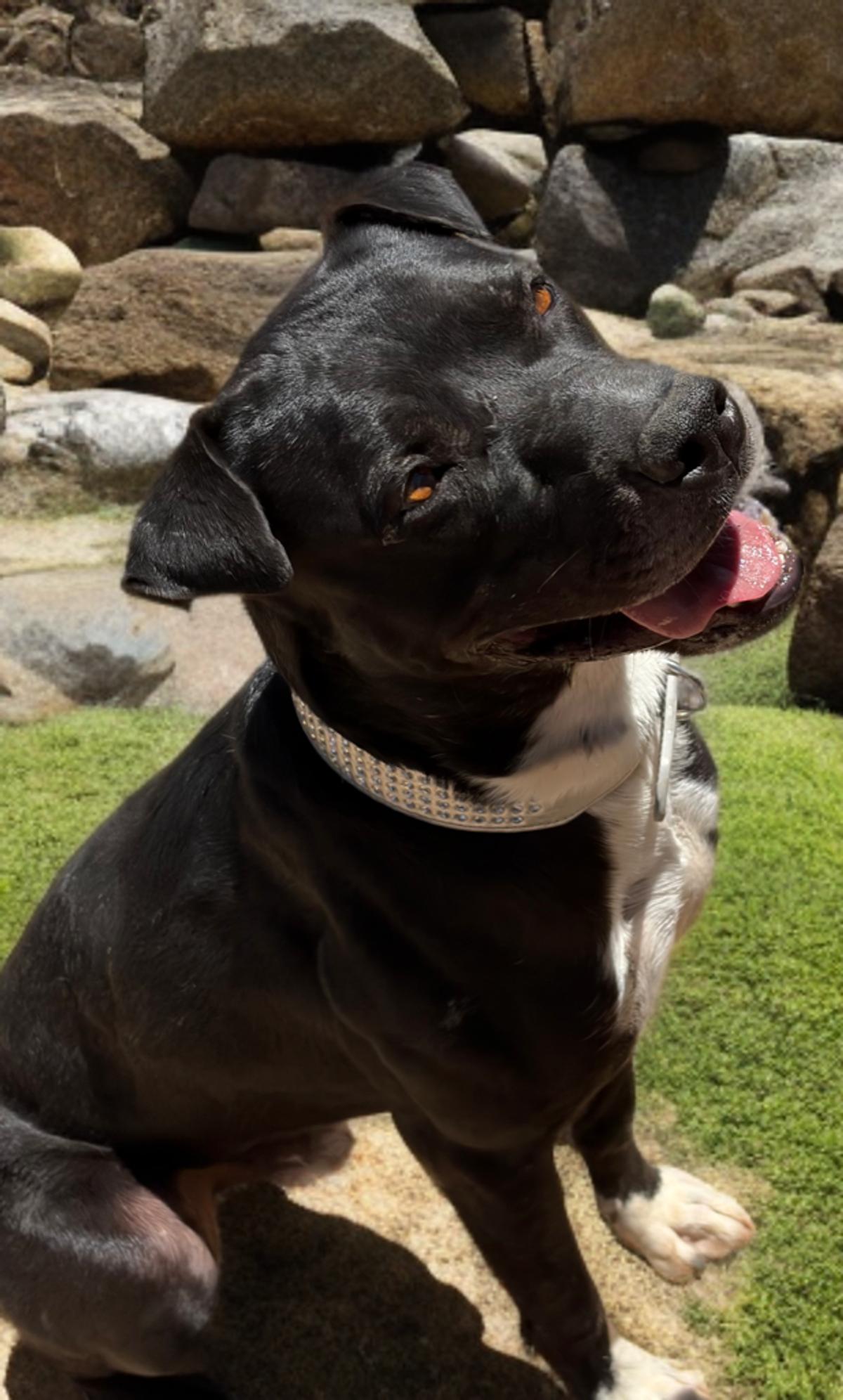 Tai/cujo/acorn, Adoptable, Adult Male American Staffordshire Terrier & Labrador Retriever.