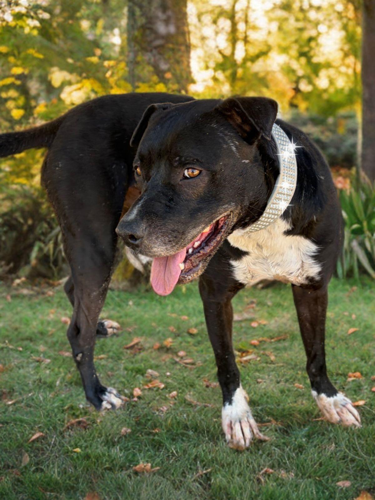 Tai/cujo/acorn, a Adoptable mixed breed in Kingman, AZ image 2/3