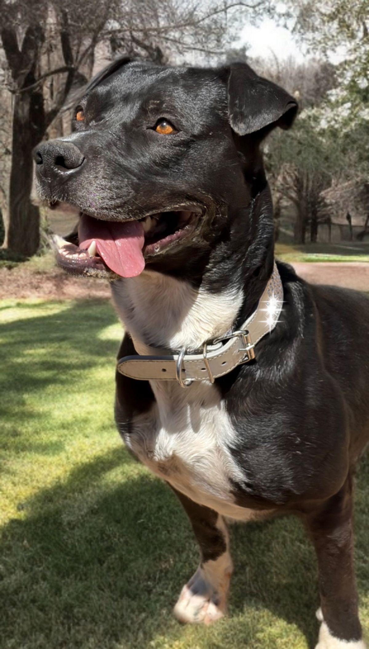 Tai/cujo/acorn, a Adoptable mixed breed in Kingman, AZ image 3/3