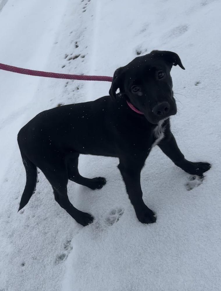 Pickles, a Adoptable mixed breed in Franklin, PA image 1/3