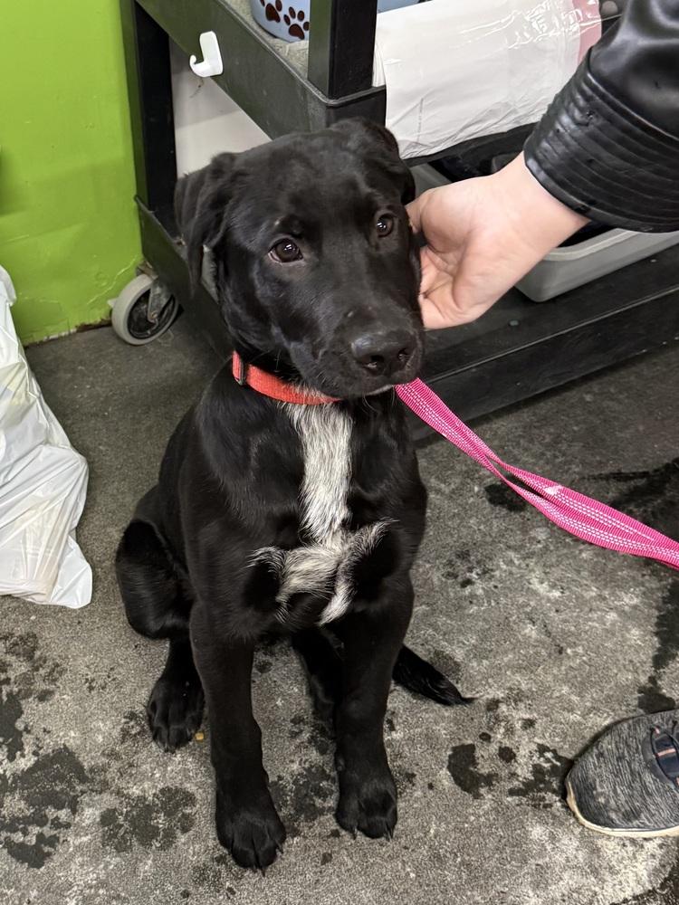 Pickles, a Adoptable mixed breed in Franklin, PA image 2/3