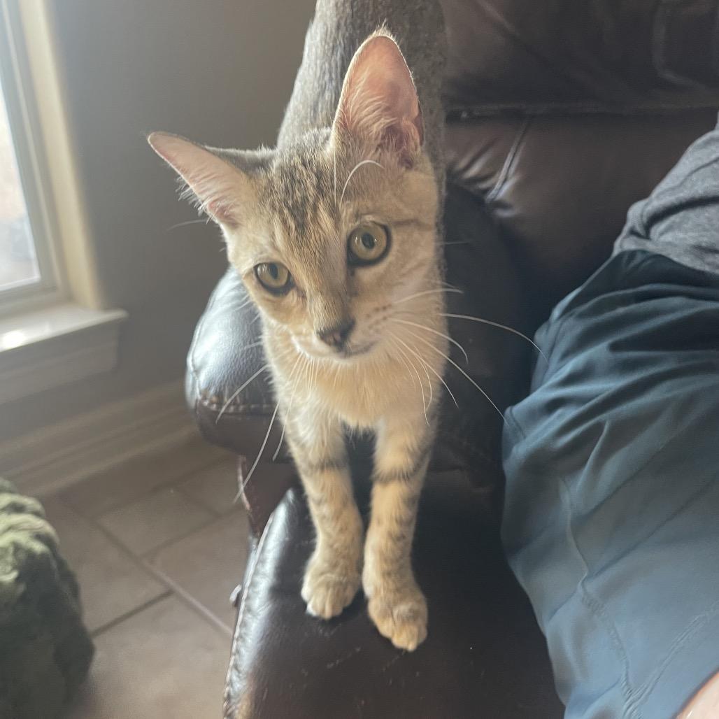 Enlarge Ojo, a Adoptable Domestic Short Hair in Austin, TX image 1/2
