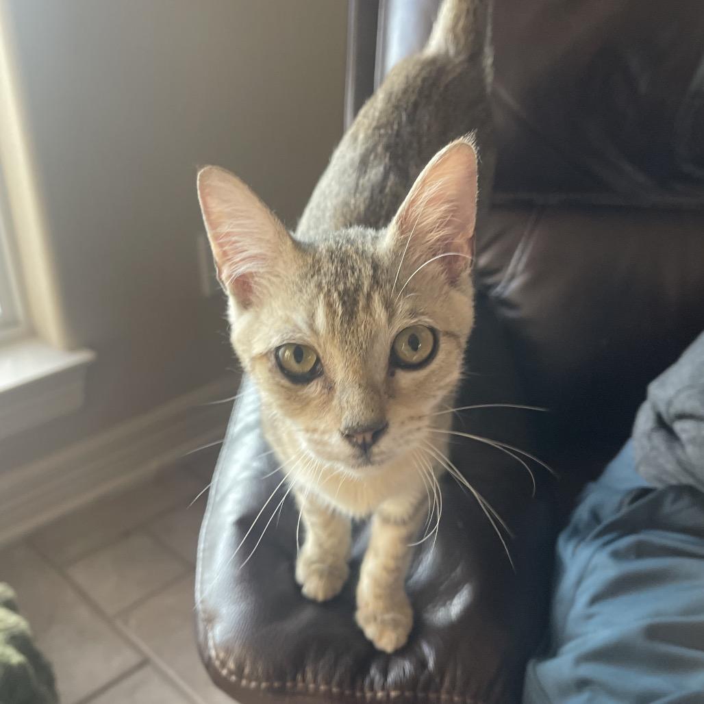 Enlarge Ojo, a Adoptable Domestic Short Hair in Austin, TX image 2/2