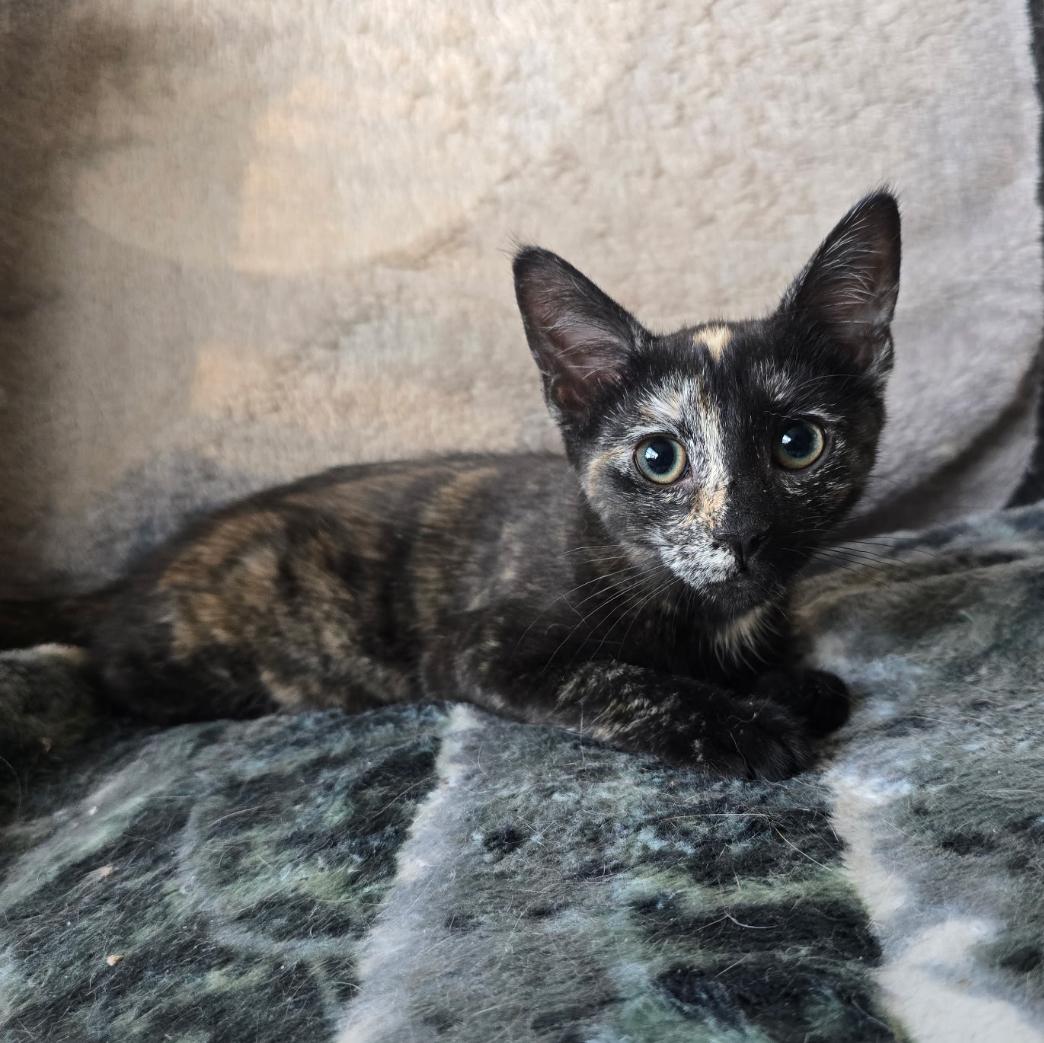 BLOSSOM, Young Female unknown