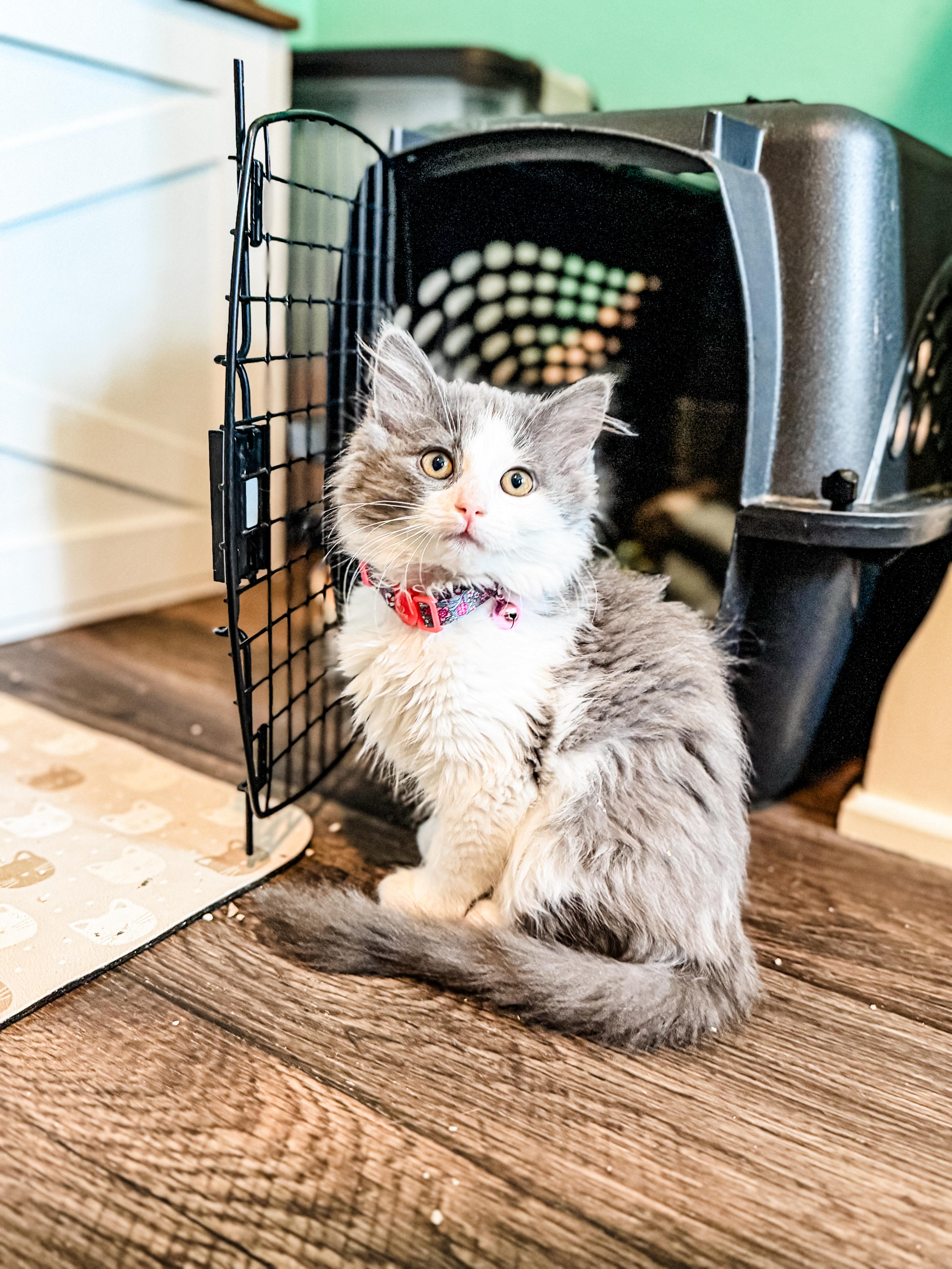 Camille, ADOPTABLE, Kitten Female Domestic Long Hair.
