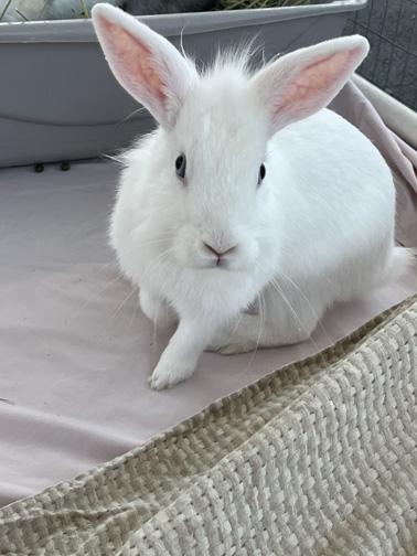 Enlarge ANNIKA (bonded to Vera), a Adoptable mixed breed in San Clemente, CA image 4/4