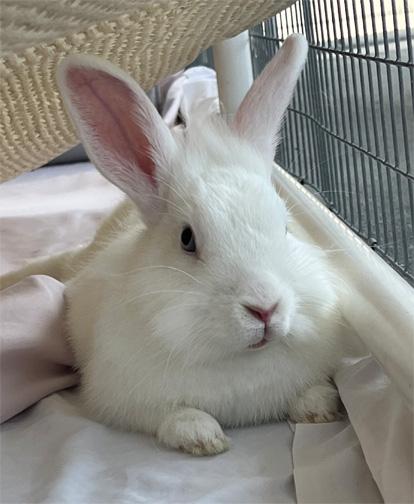 Enlarge ANNIKA (bonded to Vera), a Adoptable mixed breed in San Clemente, CA image 1/4