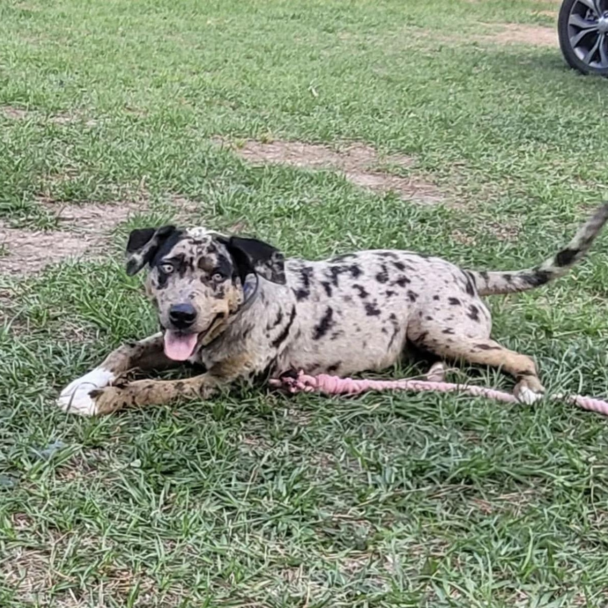 Gunner, adopted, Young Male Catahoula Leopard Dog & Black Labrador Retriever.