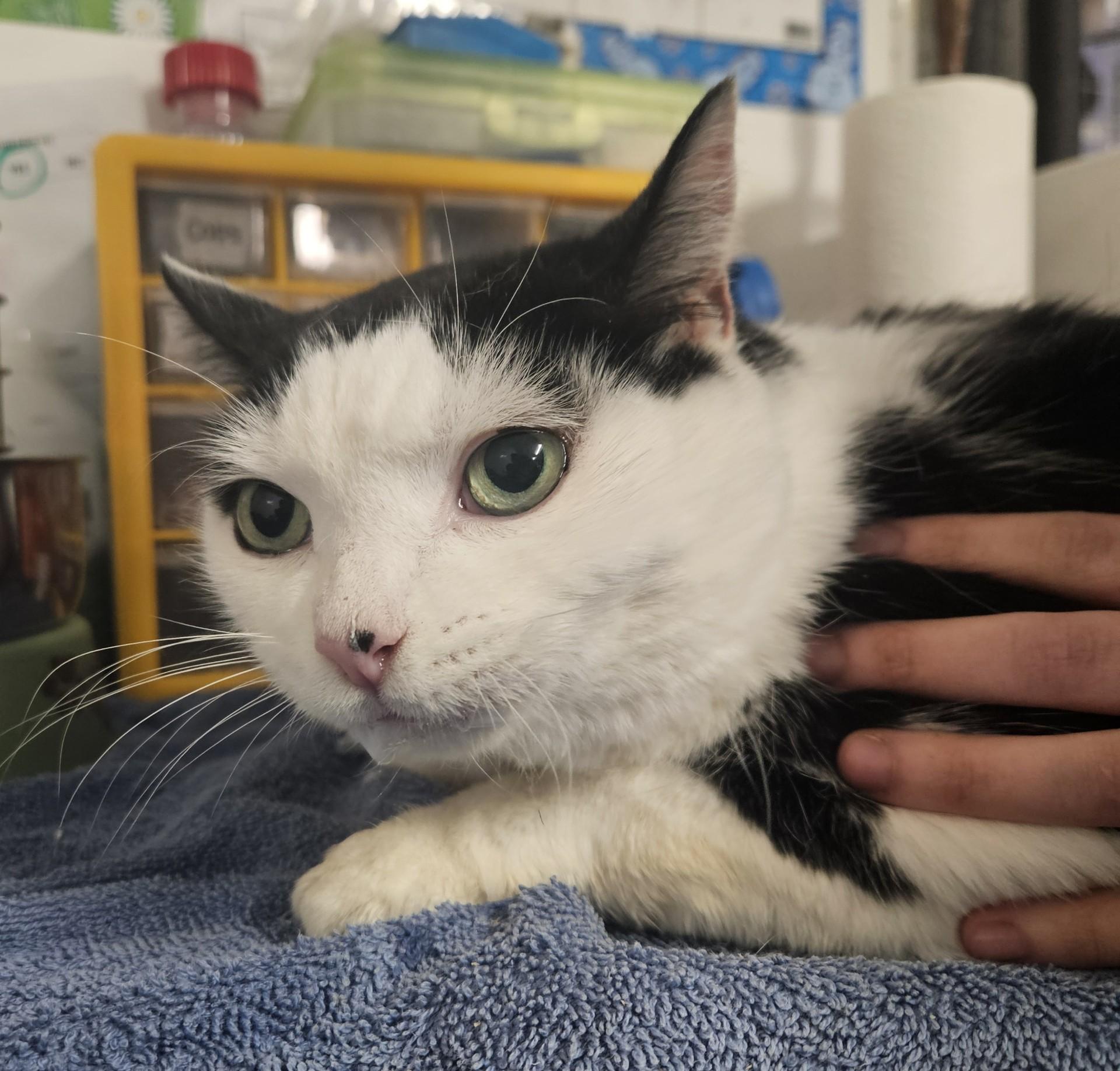 Enlarge Snoop, a ADOPTABLE Domestic Short Hair in Claremont, NH image 1/1