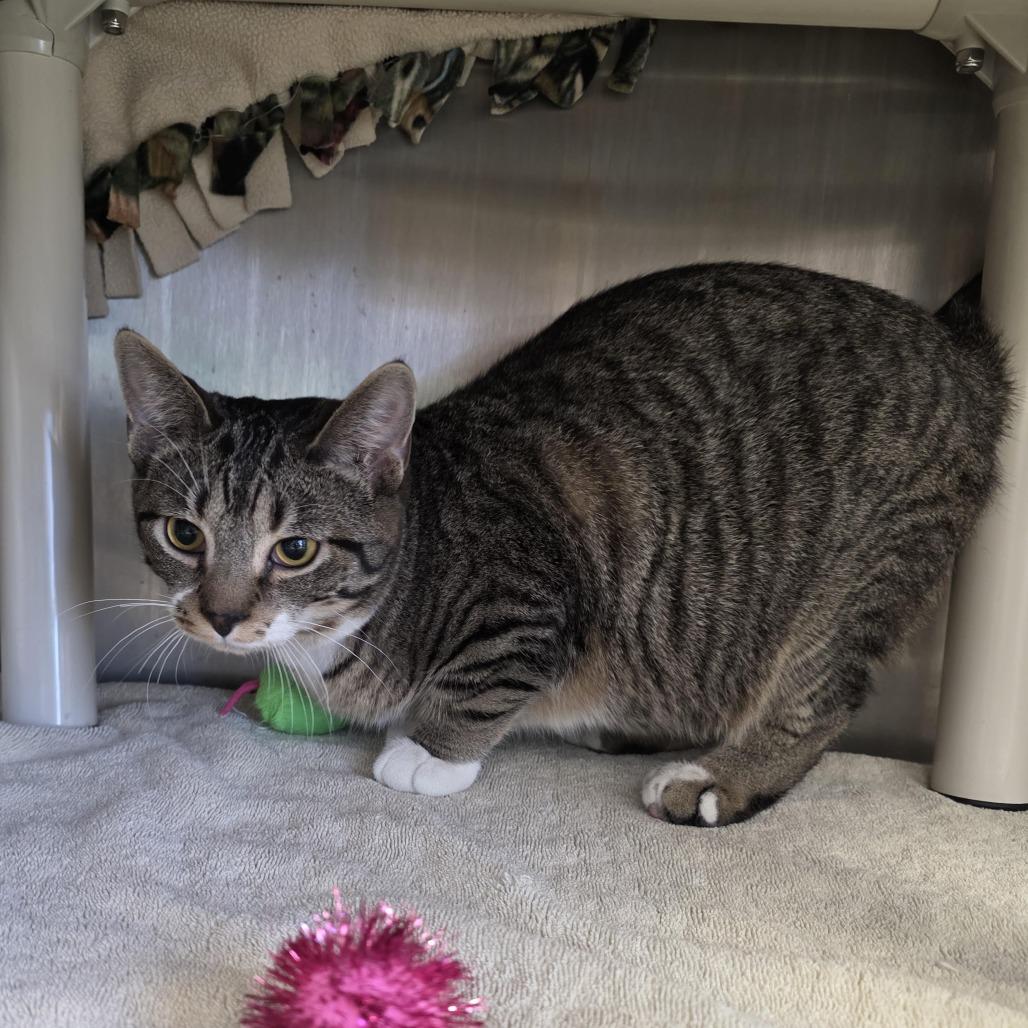 Troy, Adoptable, Young Male Domestic Short Hair.