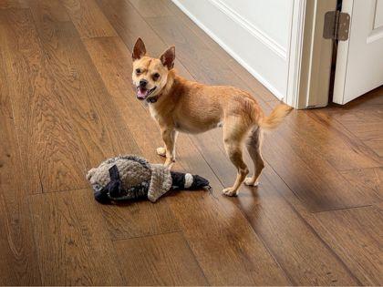 Mr. Jay, Adoptable, Adult Male Chihuahua & Mixed Breed.