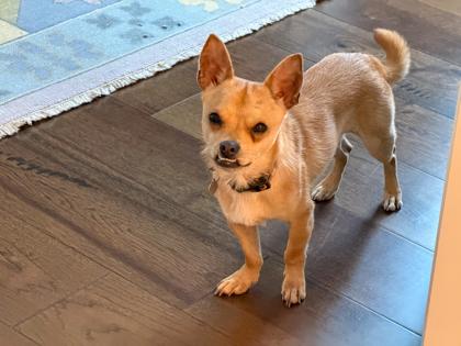Mr. Jay, a Adoptable mixed breed in San Antonio, TX image 2/3
