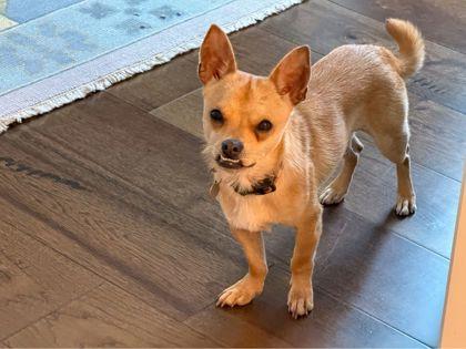 Enlarge Mr. Jay, a Adoptable mixed breed in San Antonio, TX image 2/3