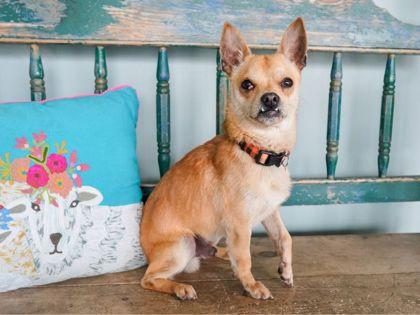 Enlarge Mr. Jay, a Adoptable mixed breed in San Antonio, TX image 3/3