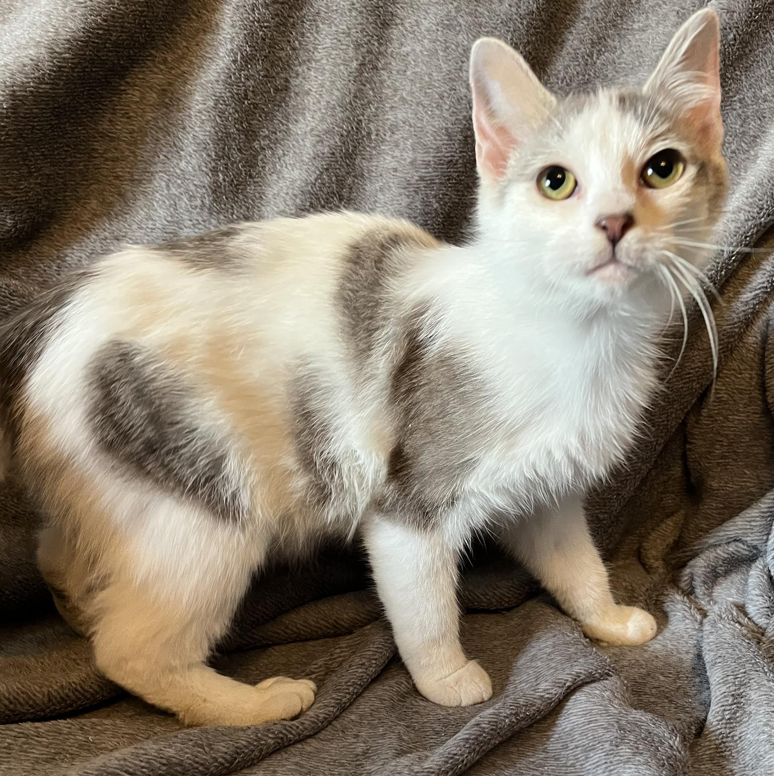 Enlarge Neville, a Adoptable Domestic Short Hair in Connelly Springs, NC image 2/4