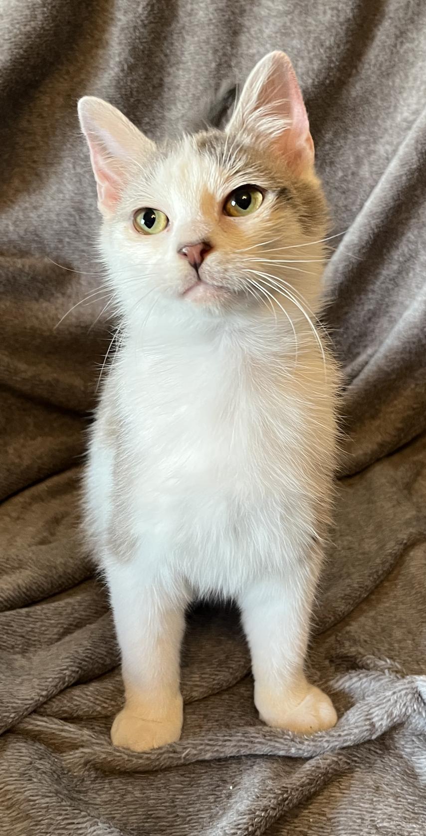 Enlarge Neville, a Adoptable Domestic Short Hair in Connelly Springs, NC image 4/4