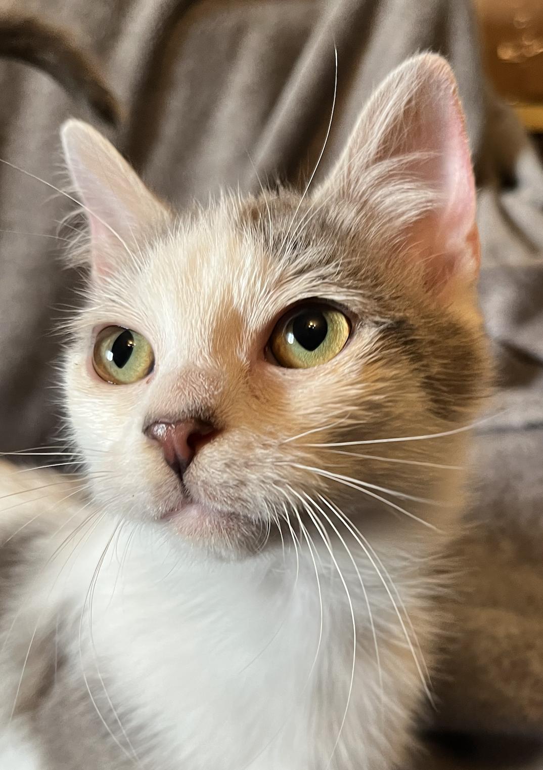 Enlarge Neville, a Adoptable Domestic Short Hair in Connelly Springs, NC image 1/4