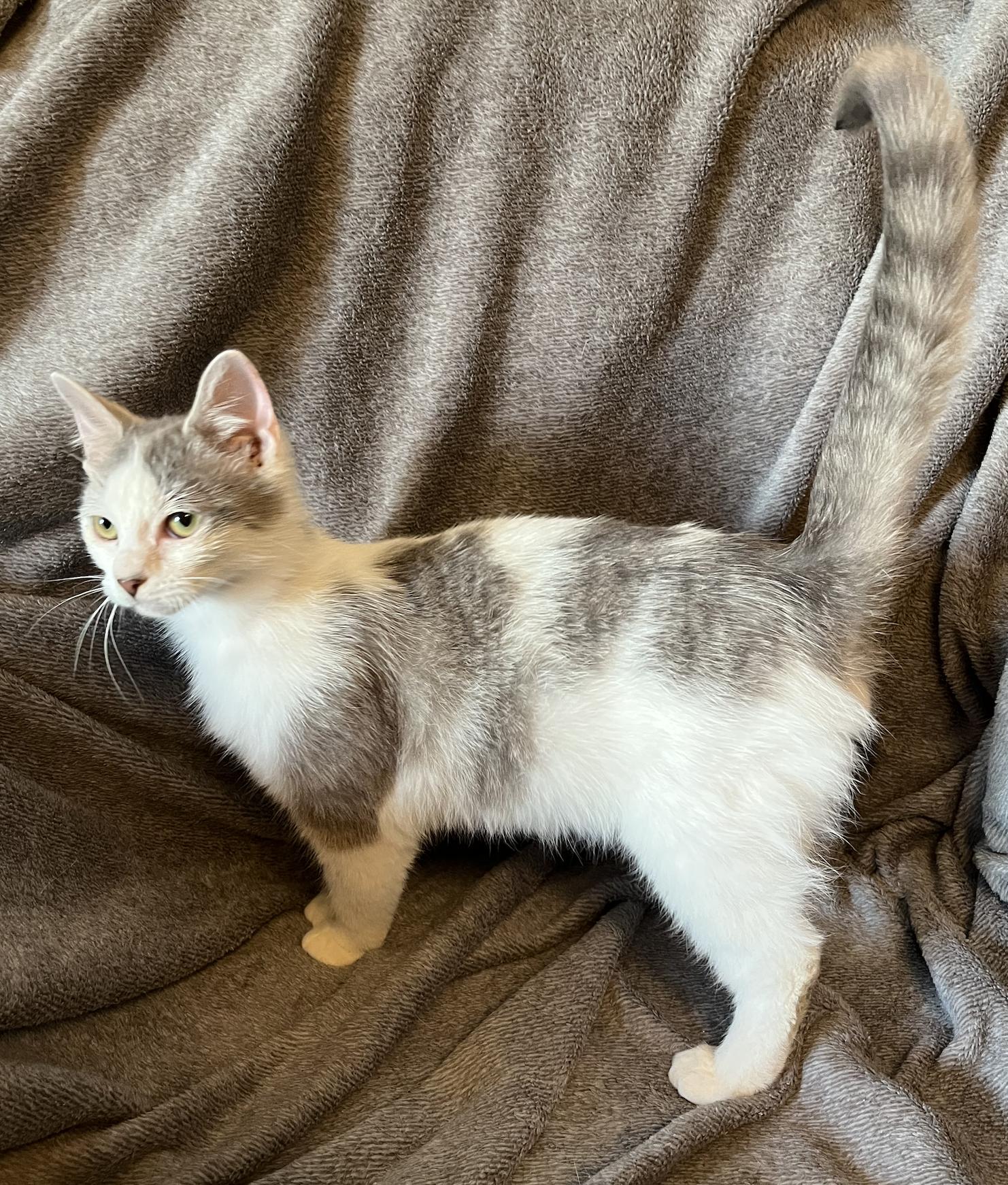 Enlarge Neville, a Adoptable Domestic Short Hair in Connelly Springs, NC image 3/4