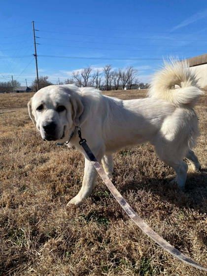Rex, Adoptable, Adult Male Great Pyrenees & Mixed Breed.
