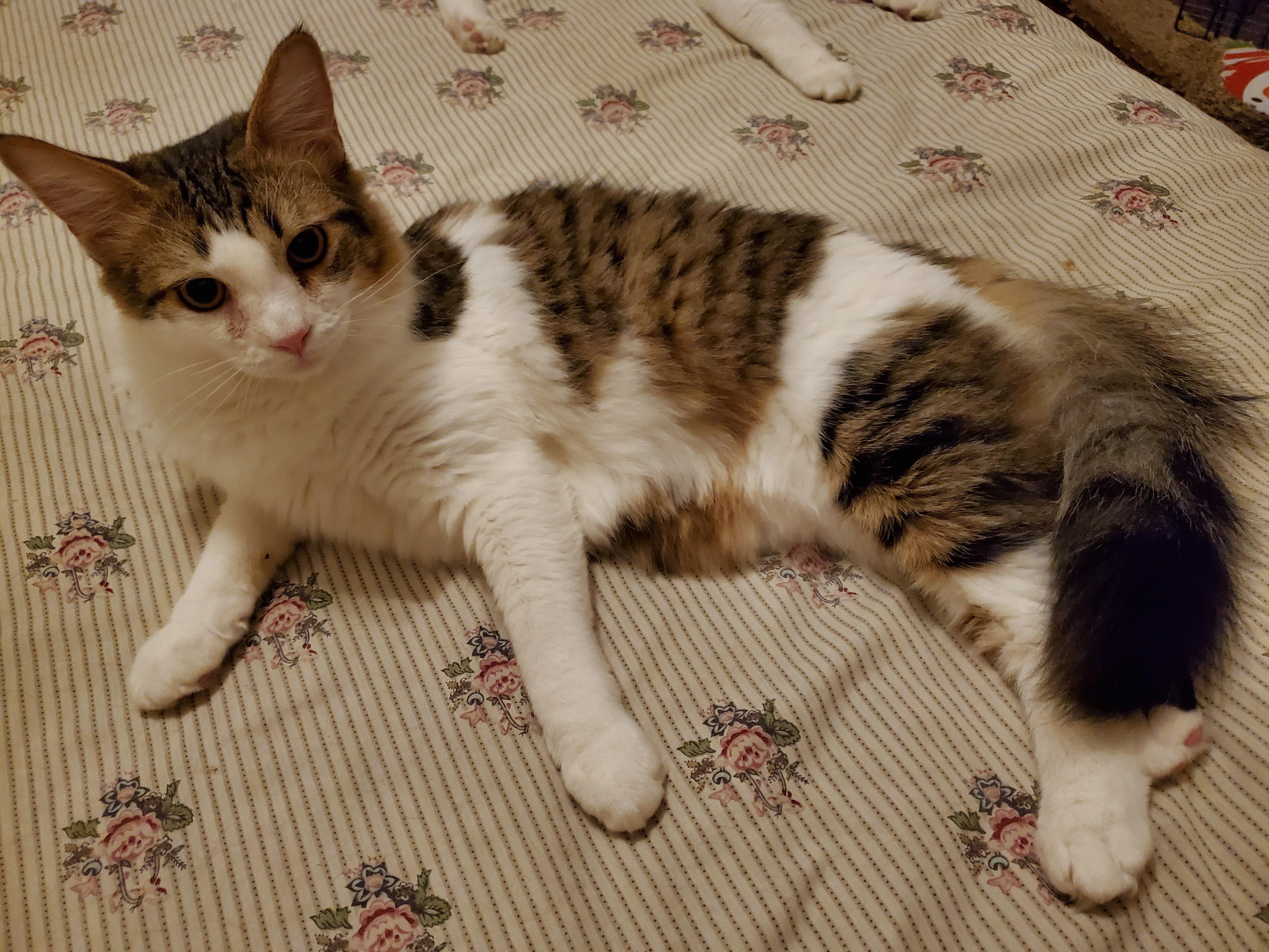 Enlarge Scamp, a Adoptable Domestic Medium Hair in Tucson, AZ image 3/6