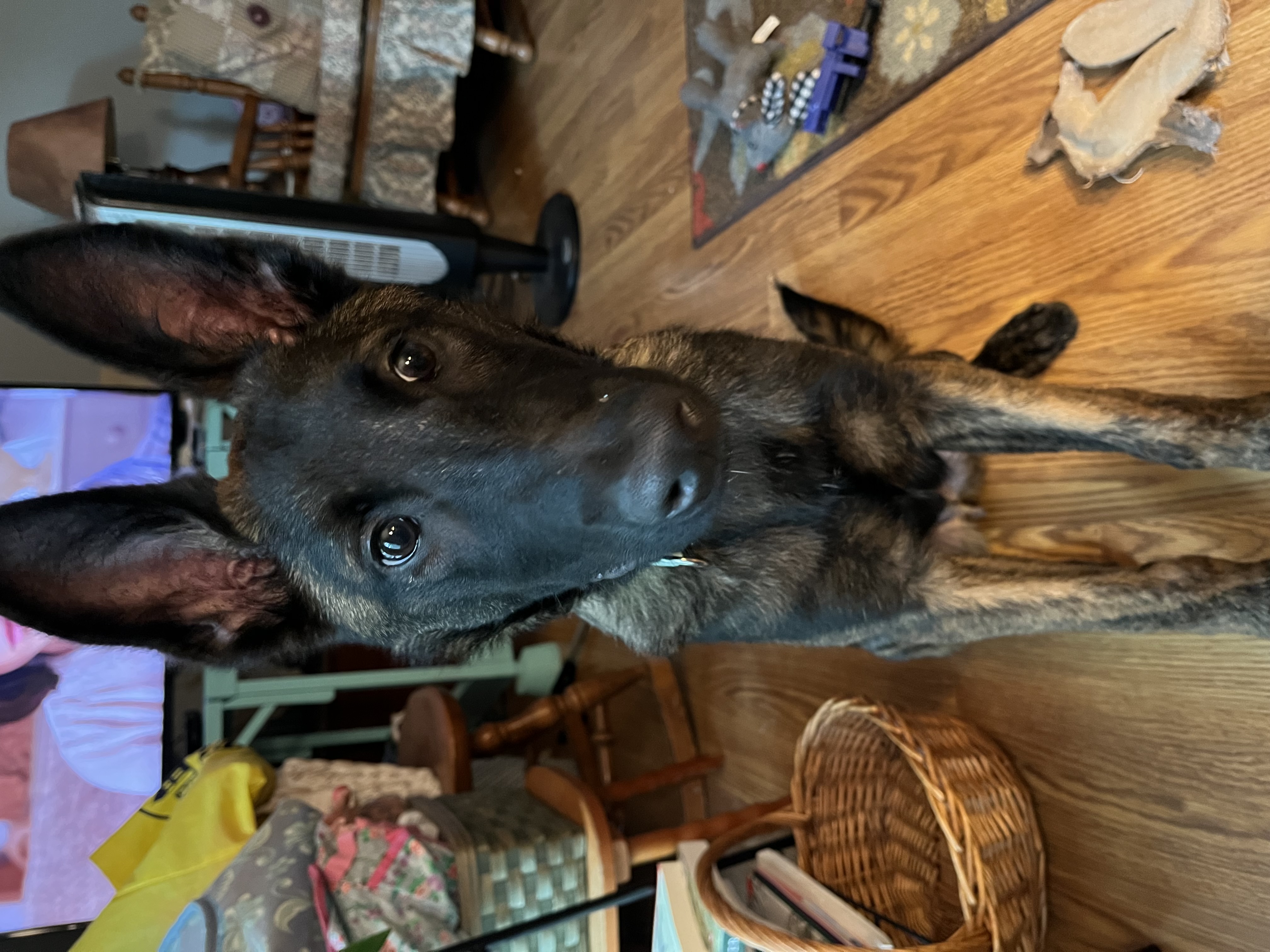 Melly, Adopted, Young Male Belgian Shepherd / Malinois.