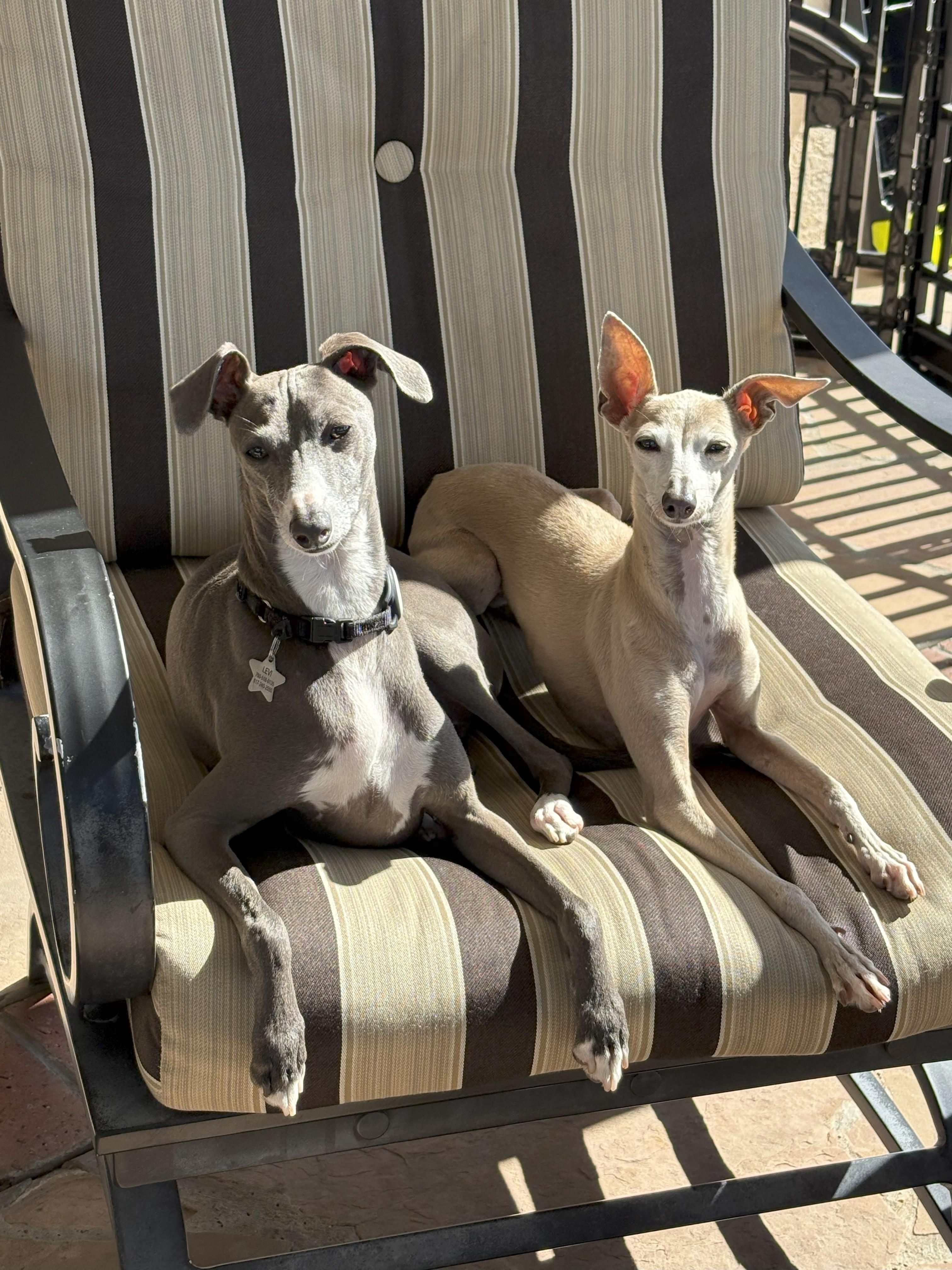 Enlarge Bonded sisters Harley and Rosie are accepting applications!, a Adopted Italian Greyhound in Costa Mesa, CA image 1/1