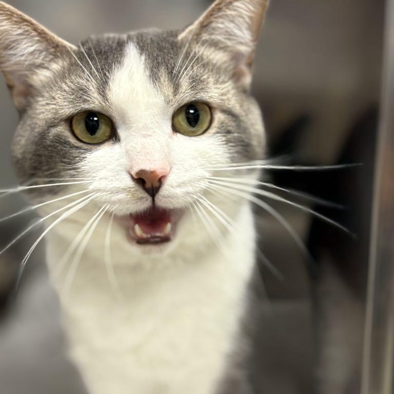 Toby!, Adult Male Domestic Short Hair