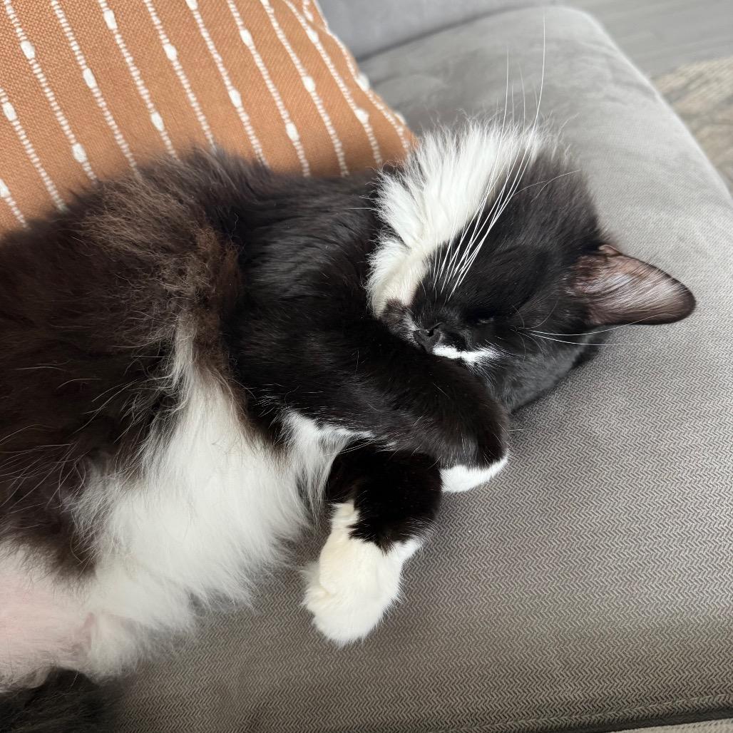 Miles-2091, Adoptable, Young Male Domestic Long Hair.