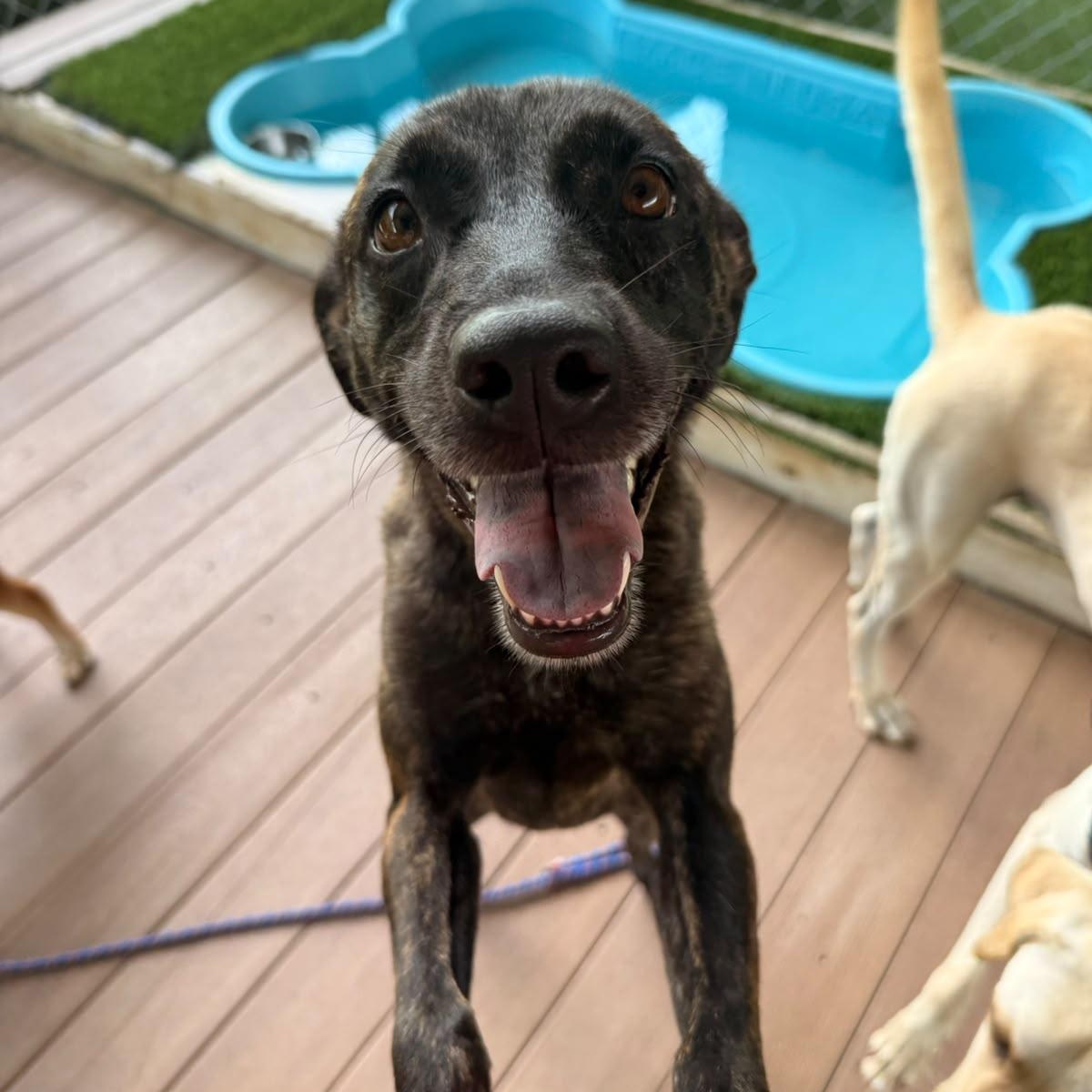 Kisa, a ADOPTABLE Mixed Breed in Morristown, NJ image 2/3