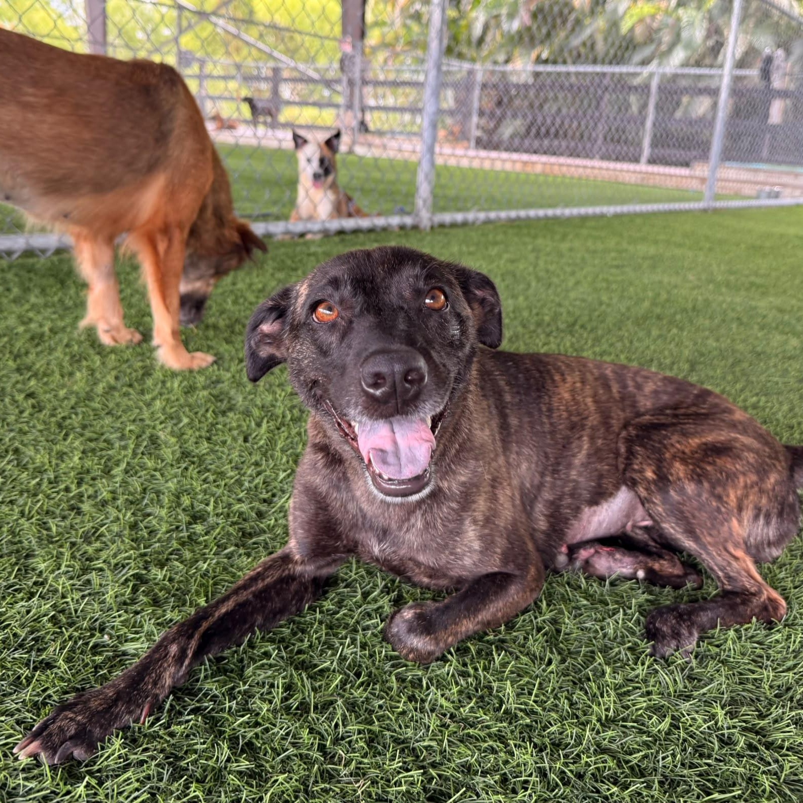 Kisa, a ADOPTABLE Mixed Breed in Morristown, NJ image 3/3
