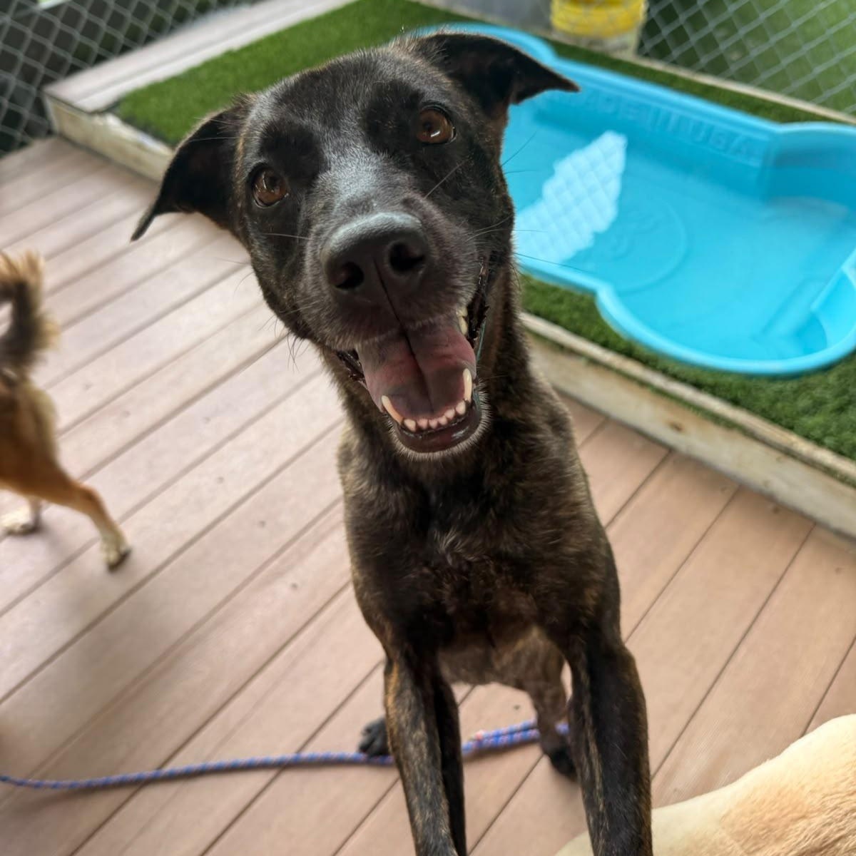 Kisa, a ADOPTABLE Mixed Breed in Morristown, NJ image 1/3