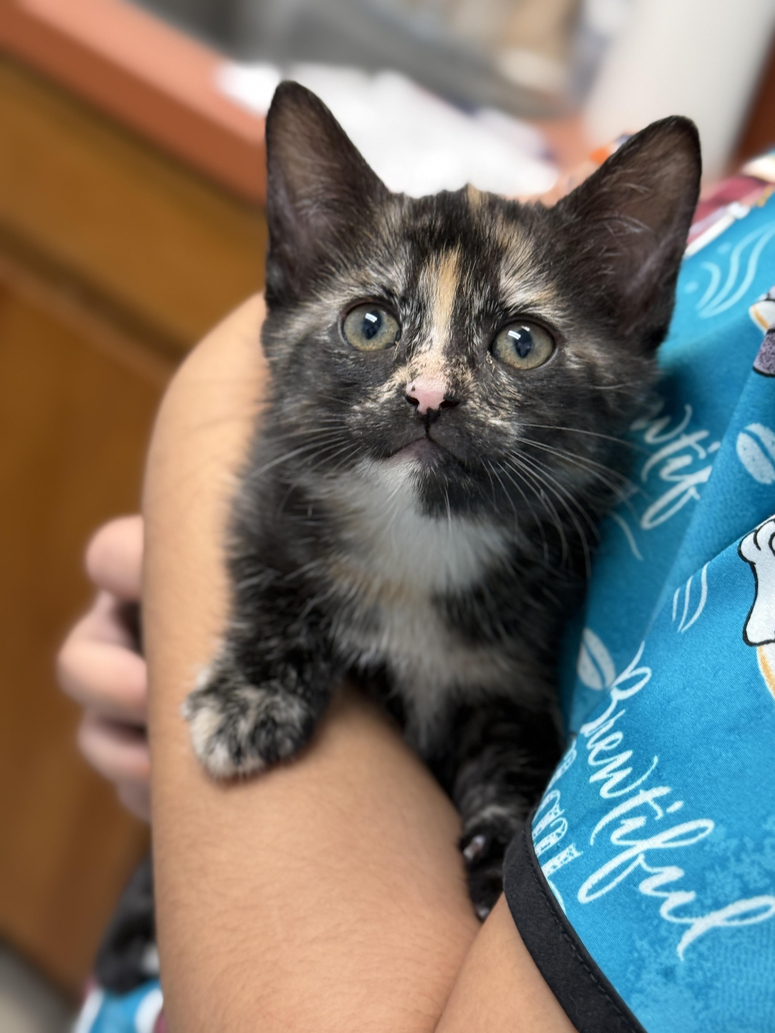 Paedyn, an adopted Tortoiseshell in Keller, TX image 1/6