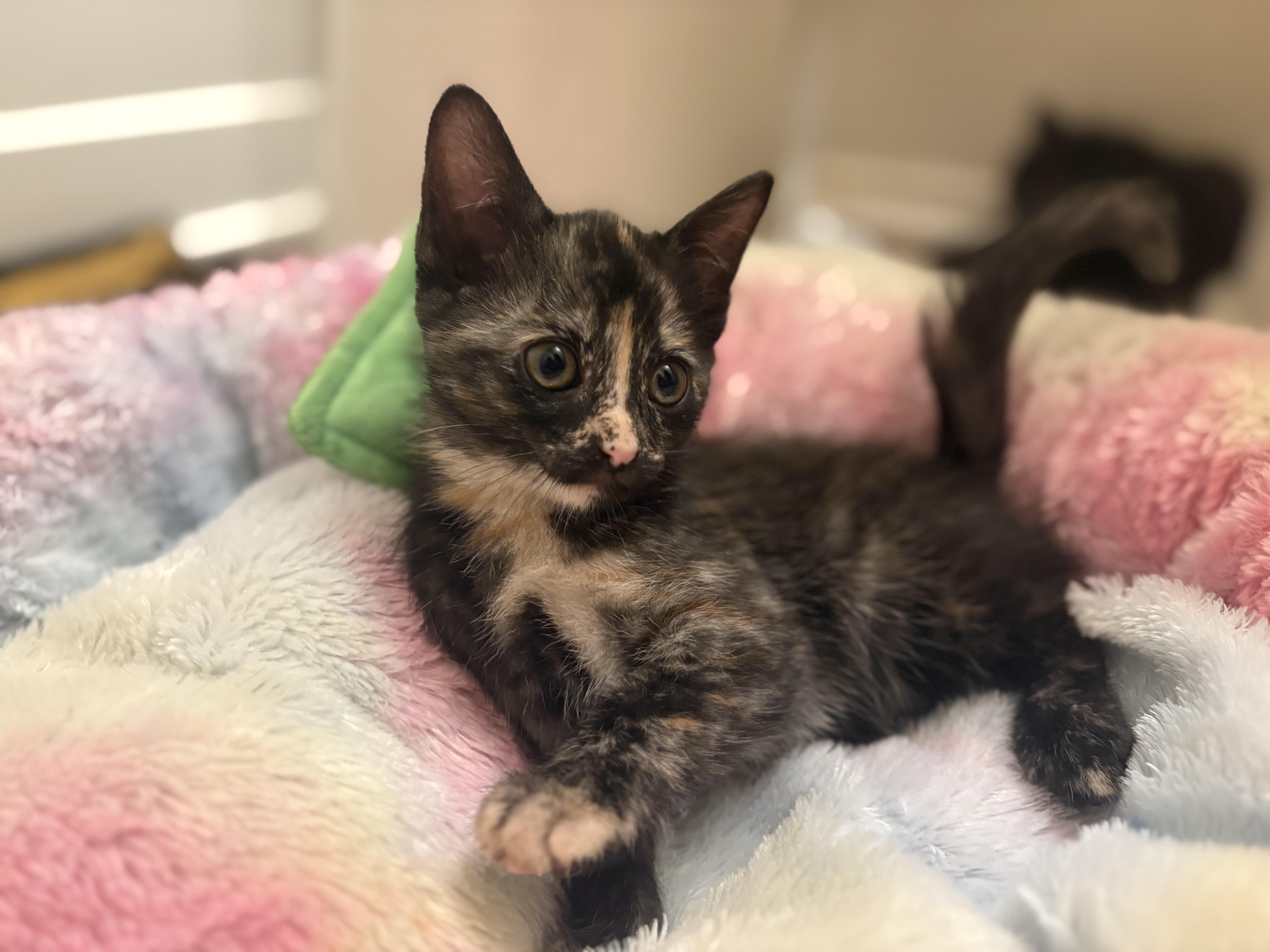 Paedyn, an adopted Tortoiseshell in Keller, TX image 6/6