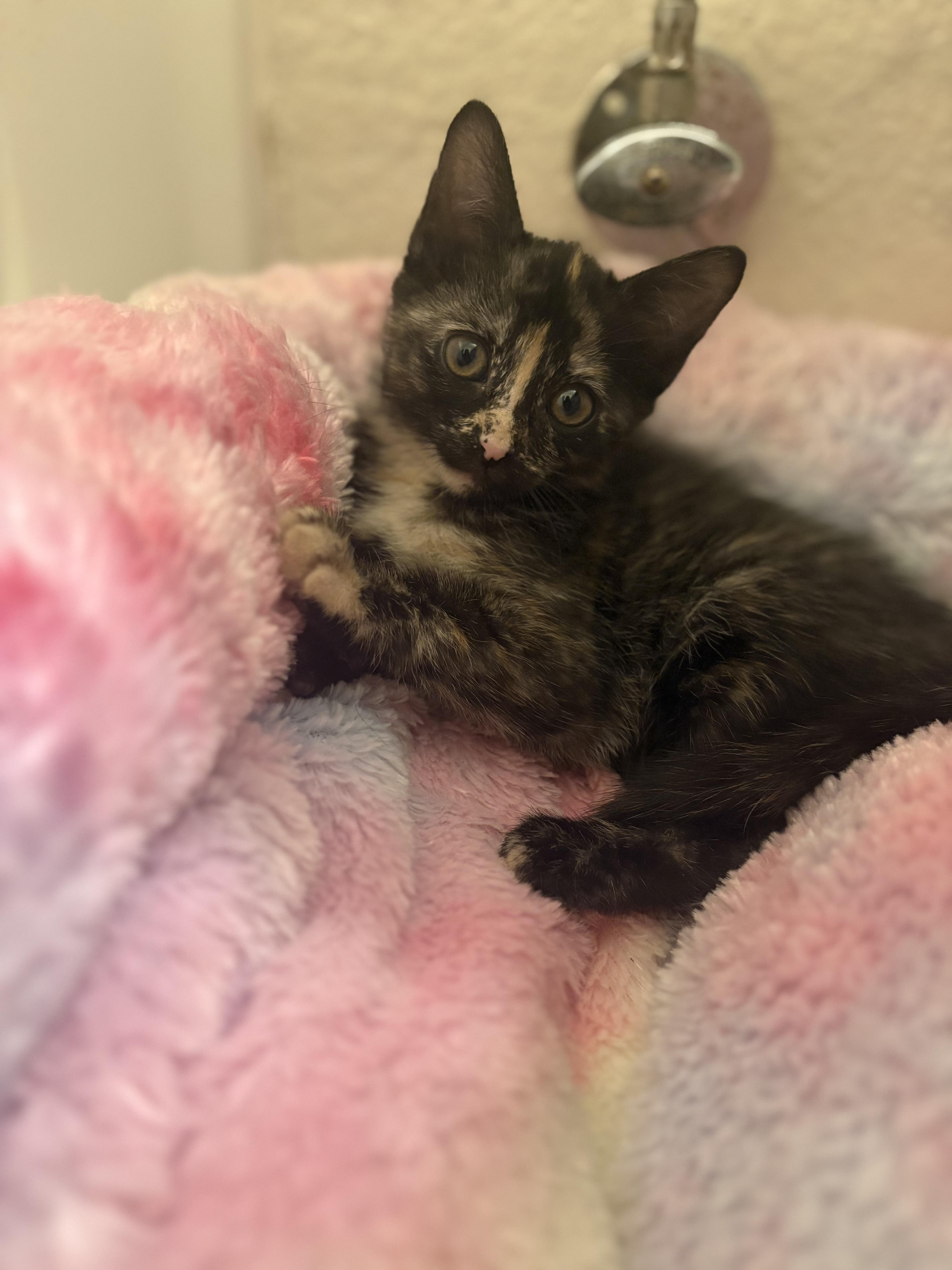 Paedyn, an adopted Tortoiseshell in Keller, TX image 4/6