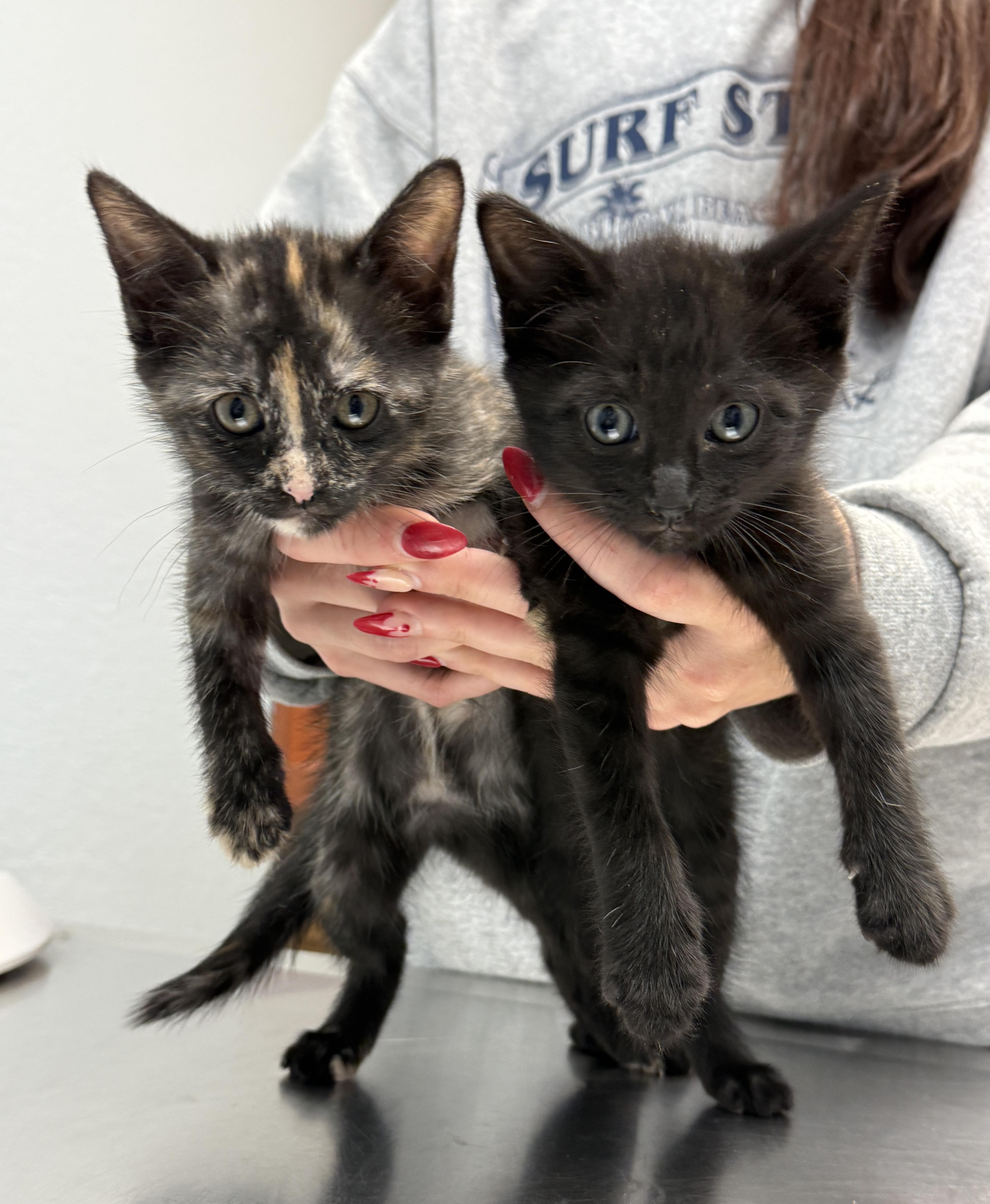 Paedyn, an adopted Tortoiseshell in Keller, TX image 2/6