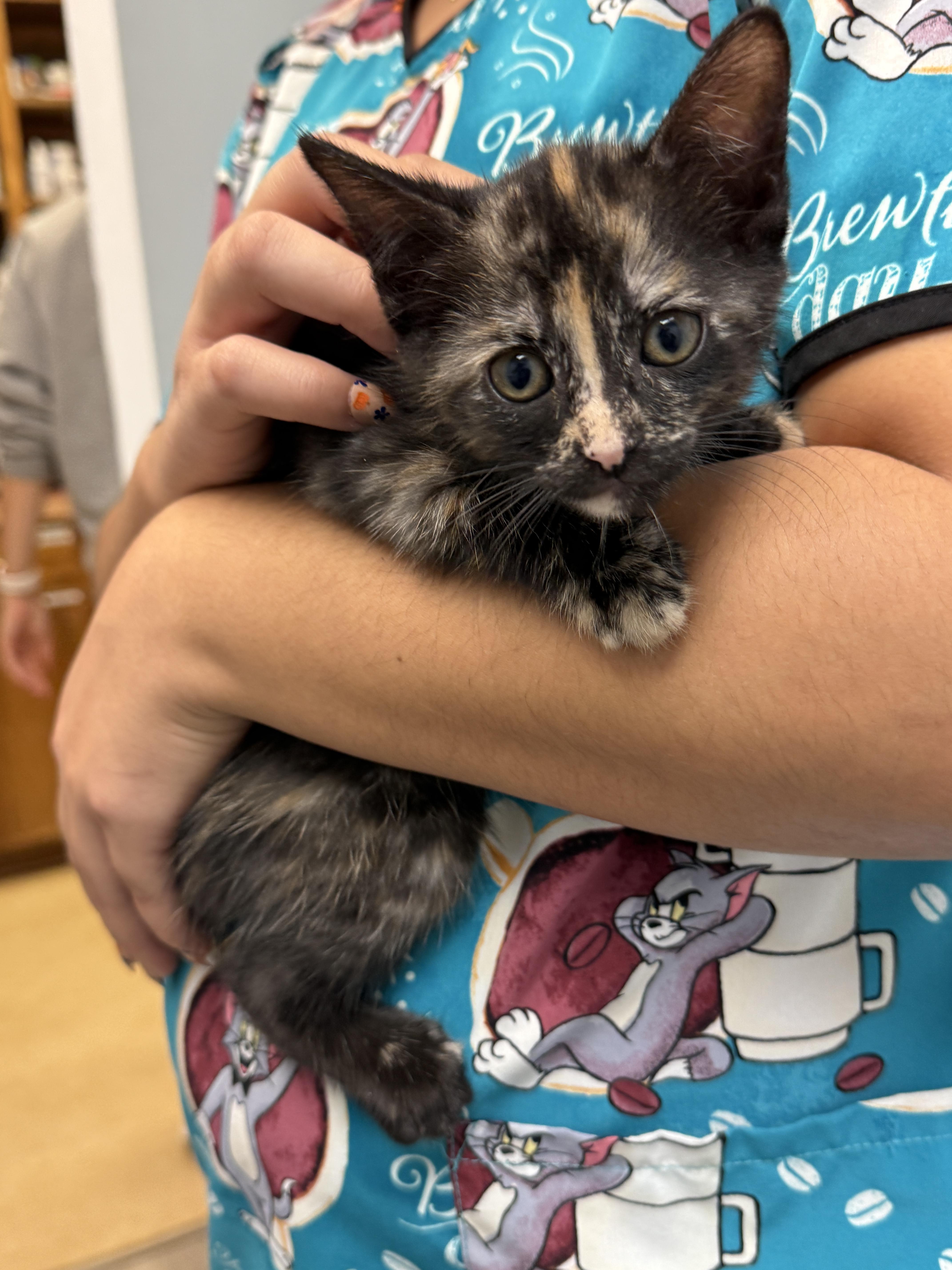 Paedyn, Adoptable, Kitten Female Tortoiseshell.