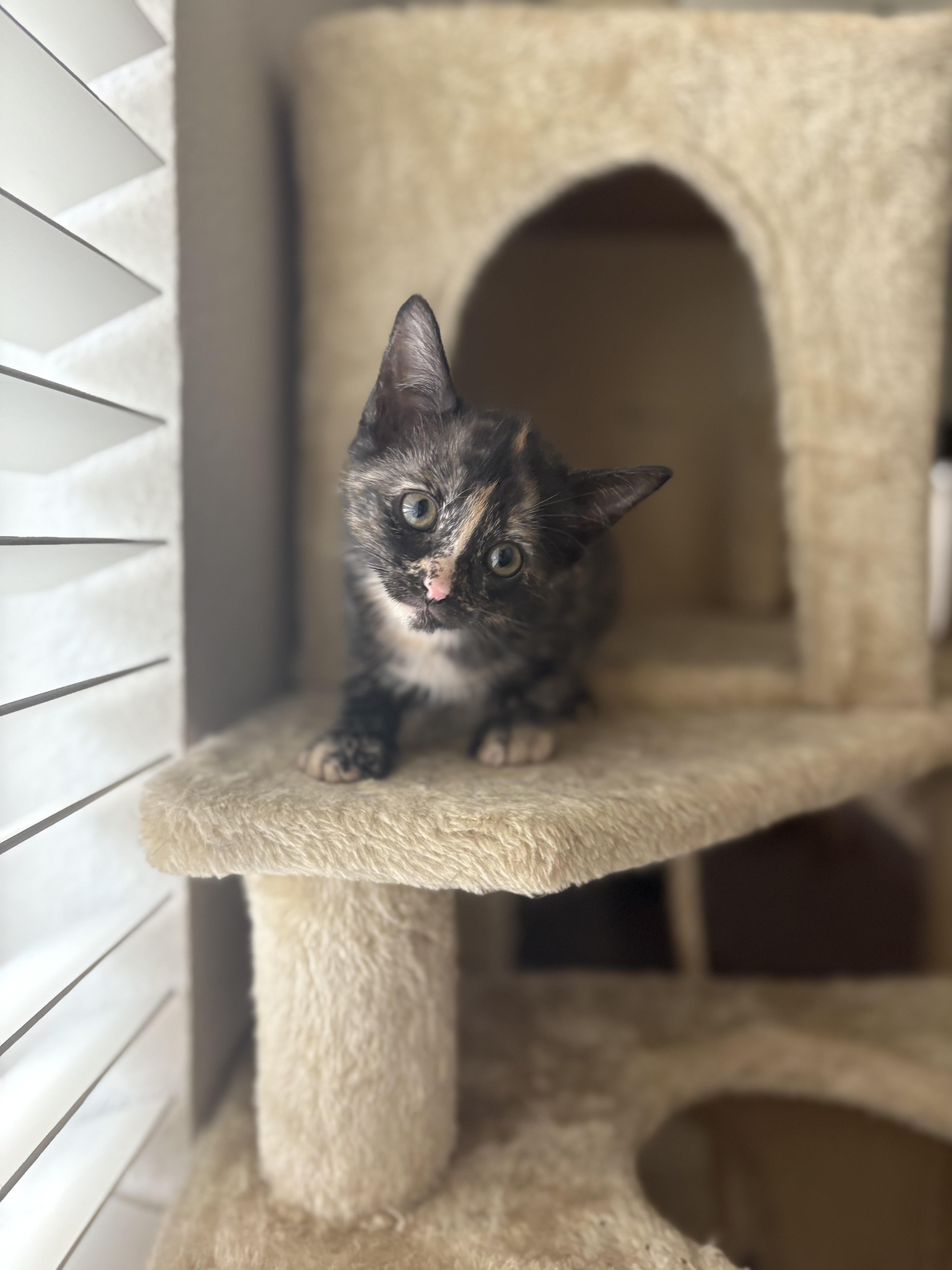 Paedyn, an adopted Tortoiseshell in Keller, TX image 5/6