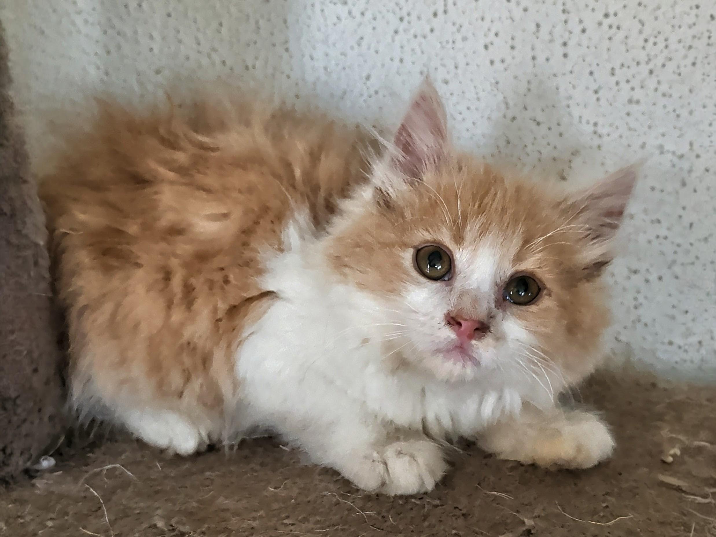 Vuitton, adoptable, Kitten Female LaPerm & Maine Coon.